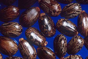 Ricin Plant