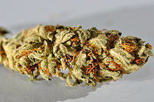 Dried flowers from the Cannabis sativa plant.