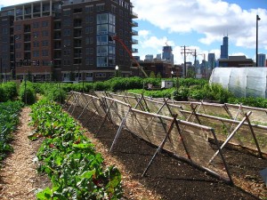 An urban farm in Chicago