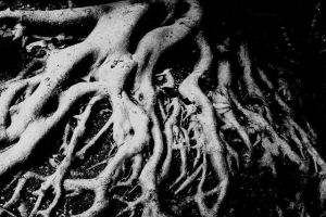 roots Breeding deeper roots could slash CO2
