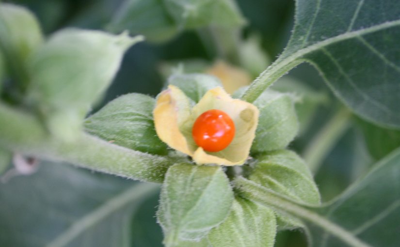 Ashwagandha Extract Wiki
