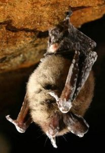 Little Brown Bat with white-nose syndrome This hibernating little brown bat shows signs of white-nose syndrome. (Credit: Alan Hicks, New York State Department of Environmental Conservation. Public domain.)