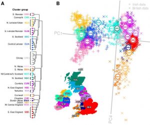 fineSTRUCTURE analysis demonstrates that haplotypes mirror geography across the British Isles as illustrated in A.) FineSTRUCTURE clustering dendrogram B.) Principle Component space. Administrative boundaries in map sourced from GADM (https://gadm.org). Credit  Ross P. Byrne and colleagues