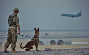 Military working dog team with 380th Expeditionary Security Forces Squadron completes detection training scenario at undisclosed location in Southwest Asia, January 10, 2017 (U.S. Air Force/Tyler Woodward)