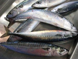 Atlantic mackerel (Credit: NEFSC/NOAA)