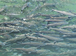 Spring-run Chinook salmon, photographed in Butte Creek, upstream from Centerville, Calif., may become extinct in the future due to warming waters. (Allen Harthorn, Friends of Butte Creek/photo) 