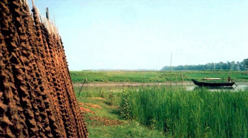 Pastoral scene in Bangladesh.