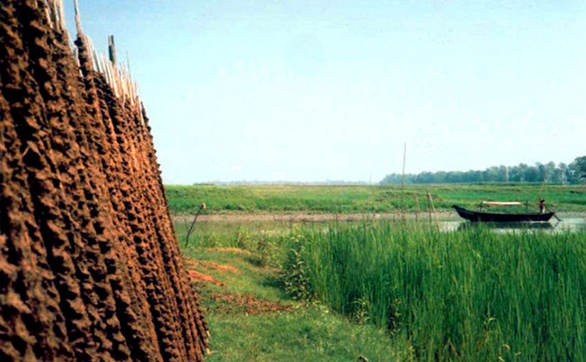 Pastoral scene in Bangladesh.