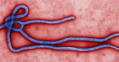 Electron micrograph of an Ebola virus virion. Photo created by CDC microbiologist Cynthia Goldsmith, Wikipedia Commons.