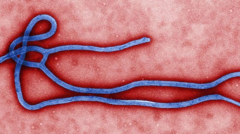 Electron micrograph of an Ebola virus virion. Photo created by CDC microbiologist Cynthia Goldsmith, Wikipedia Commons.