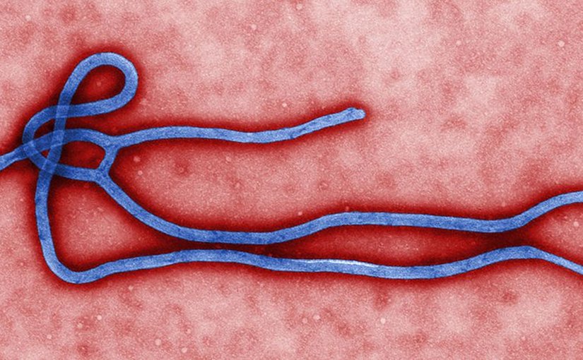 Electron micrograph of an Ebola virus virion. Photo created by CDC microbiologist Cynthia Goldsmith, Wikipedia Commons.