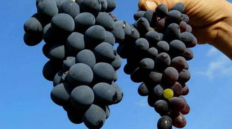 Grapes. Photo Credit: Agencia ID
