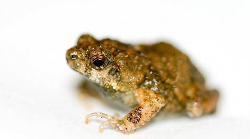 Túngara Frog. Photo by Brian Gratwicke, Wikipedia Commons.