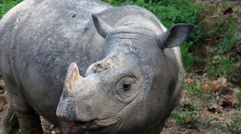 This is a Sumatran rhino. Credit Rasmus Gren Havmøller