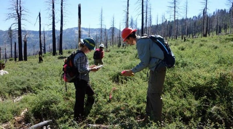 Researchers, including UC Davis postdoctoral student Jens Stevens, right, examine a site burned by 2007's Angora Fire. Their study found that as tree canopy is disturbed, southern plant species are moving in to replace the forest floor. Credit Andrew Latimer/UC Davis