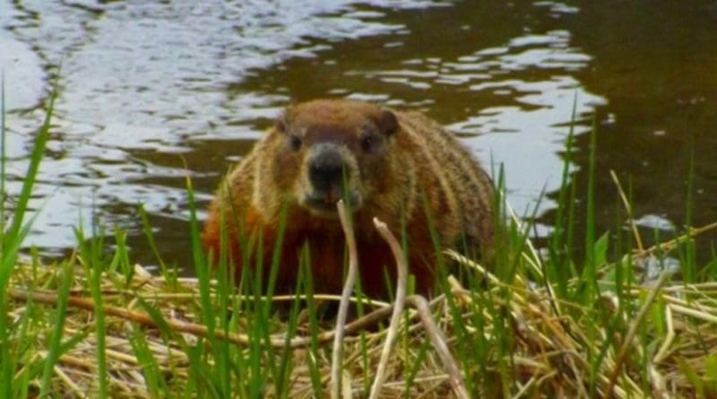 Beaver