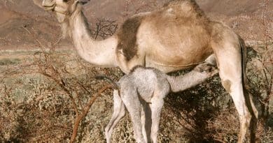 Camel calf feeding from her mother. File photo by Garrondo, Wikipedia Commons.