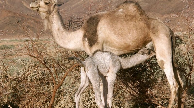 Camel calf feeding from her mother. File photo by Garrondo, Wikipedia Commons.