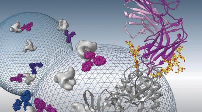 Broadly neutralizing antibodies to HIV-1 envelope glycoprotein are being evaluated as therapeutics to prevent or treat HIV-1 infection. Structural analysis of one such antibody, 8ANC195, revealed a new conformation of the envelope protein. The image shows the X-ray crystal structure of 8ANC195 in complex with the gp120 subunit of the envelope protein. The background shows schematic representations of HIV-1 virus particles studded with envelope proteins being recognized by 8ANC195 antibodies. Credit Louise Scharf/Caltech