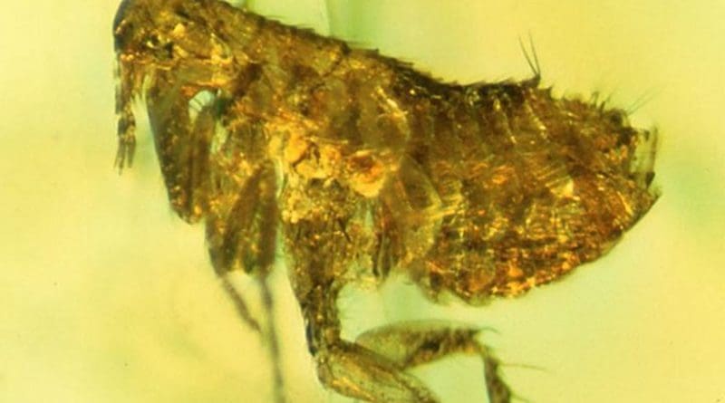 This flea preserved about 20 million years ago in amber may carry evidence of an ancestral strain of the bubonic plague. Credit: Photo by George Poinar, Jr., courtesy of Oregon State University.