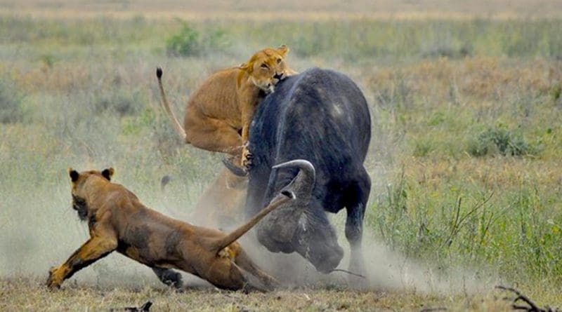 Lions hunting in Serengeti National Park. McGill researchers have discovered that when ecosystems become crowded prey reproduce less which limits the numbers of predators. Photo by Amoury Laporte