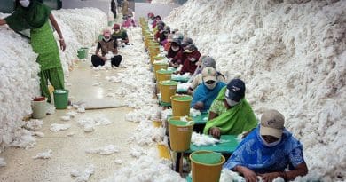 Manually decontaminating cotton before processing at an Indian spinning mill. Photo Credit: CSIRO, Wikipedia Commons.