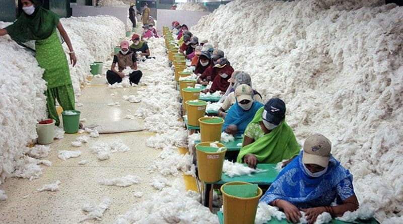 Manually decontaminating cotton before processing at an Indian spinning mill. Photo Credit: CSIRO, Wikipedia Commons.