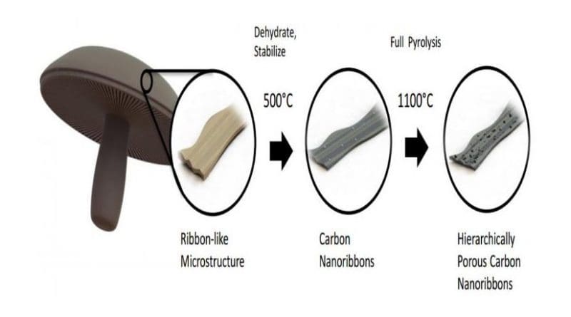 This is a diagram showing how mushrooms are turned into a material for battery anodes. Credit: UC Riverside