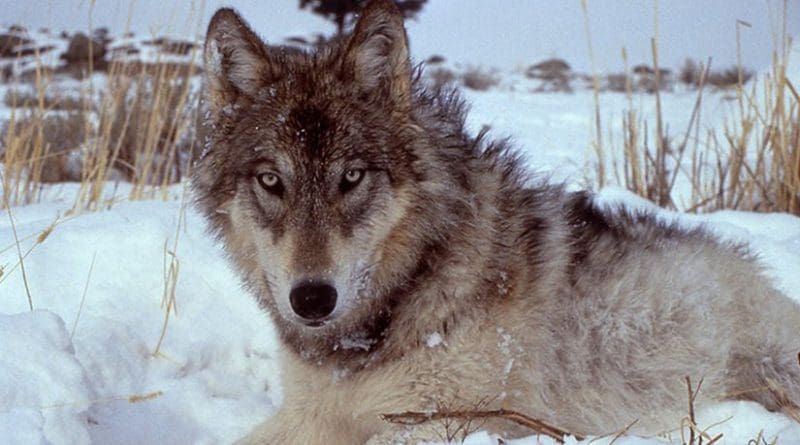 A wolf in Yellowstone Park. Photo by Doug Smith - NPS, Wikipedia Commons.