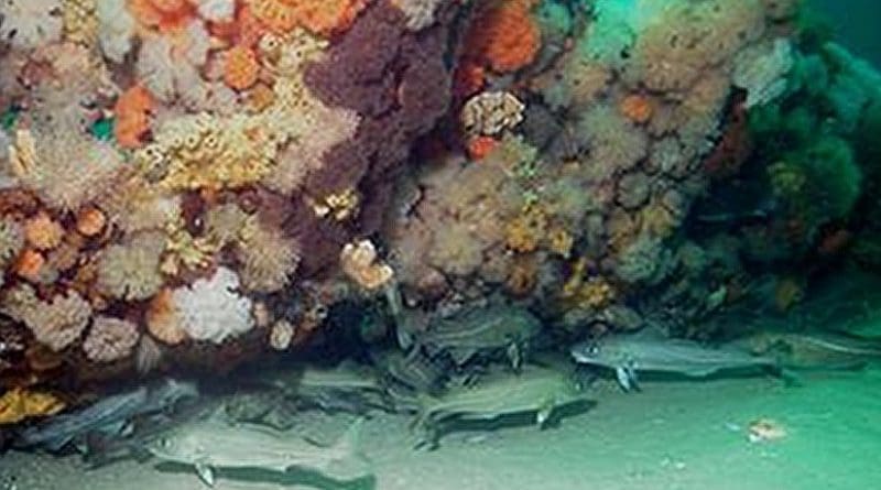 Bottom-dwelling fish such as Atlantic cod are often found near structures such as shipwrecks. Credit: NOAA