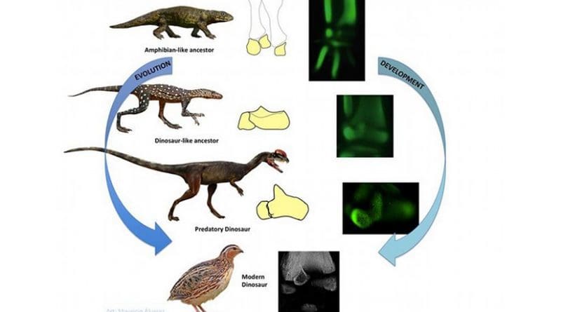Like modern amphibians, the remote ancestors of birds once had three bones in their upper ankle. When these evolved into landegg-laying animals, only two bones were present in this region. In dinosaurs, one of these, the anklebone, presents a pointed upward projection, the “ascending process”. This trait is also present in birds, which are living dinosaurs. A new detailed embryological study in birds reveals that their ankle has re-evolved an amphibian-like developmental pattern, with three separate elements, one of which becomes the dinosaurian ascending process. Graphic by Mauricio Alvarez.