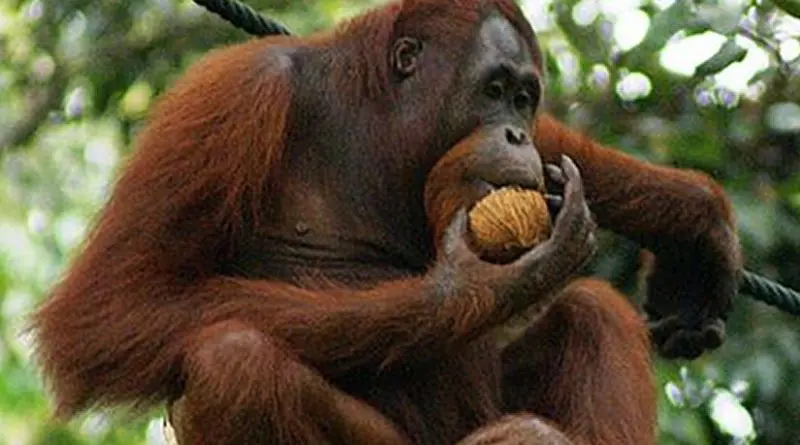 Orangutan eating a mature coconut. Photo by Eleifert, Wikipedia Commons.