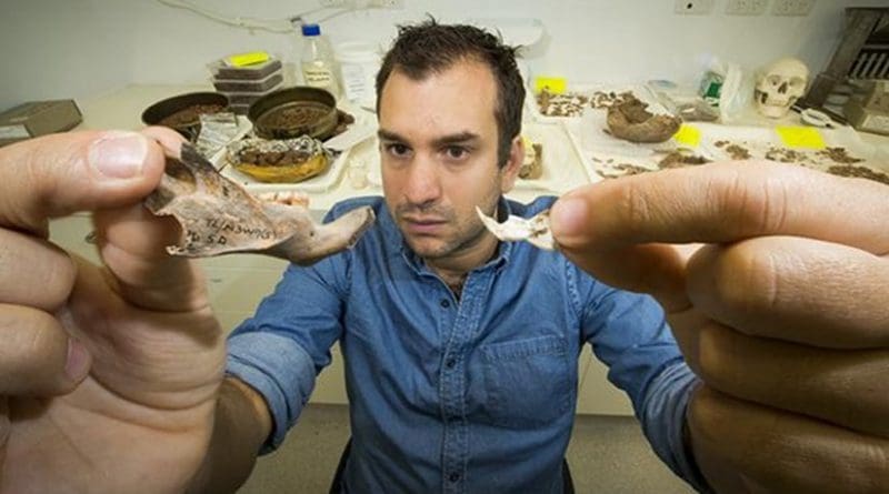 Dr. Julien Louys holds the jaw bone of a giant rat species discovered on East Timor, up against a comparison with the same bone of a modern rat. Credit: Stuart Hay, ANU