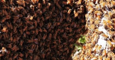 Bee swarm. Photo by fir0002, Wikipedia Commons.