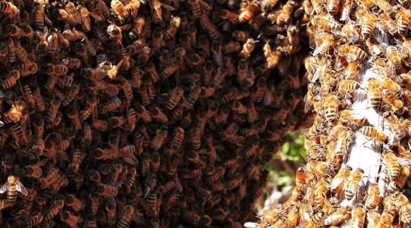 Bee swarm. Photo by fir0002, Wikipedia Commons.