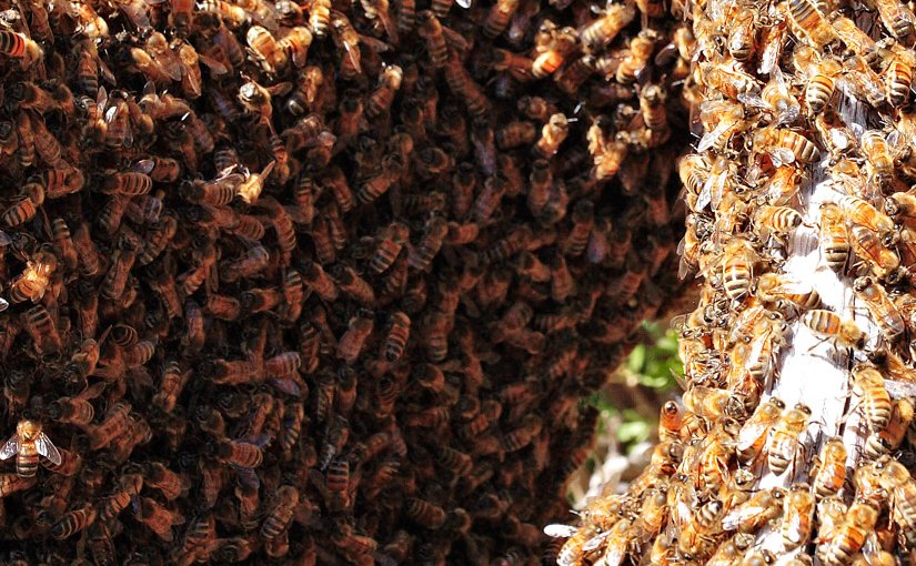 Bee swarm. Photo by fir0002, Wikipedia Commons.