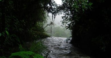 Costa Rica rain forest.