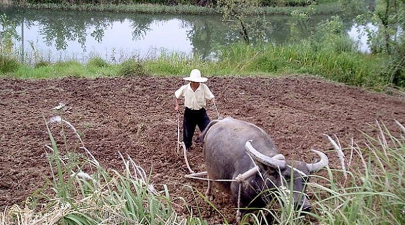 Farmer in China