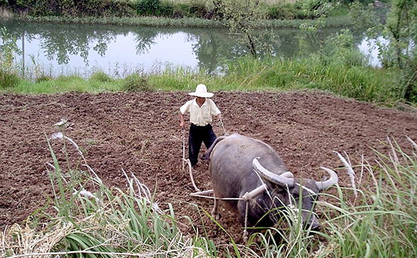 Farmer in China