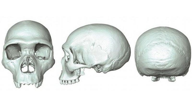 The 'virtual fossil' of last common ancestor of humans and Neanderthals Credit: Aurélien Mounier