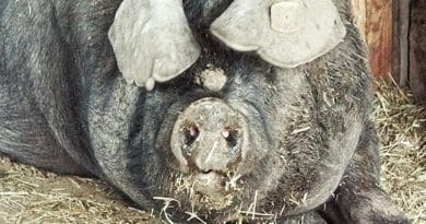 pig