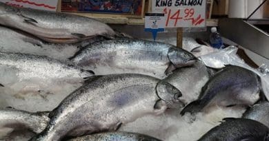 salmon