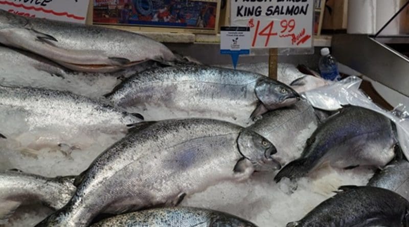salmon