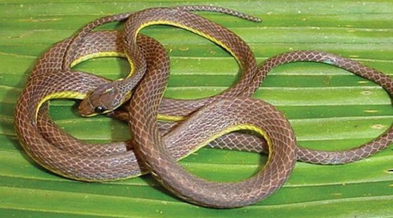 This is Synophis bicolor, another species from the genus of the newly discovered snake. Credit Dr. R. Alexander Pyron