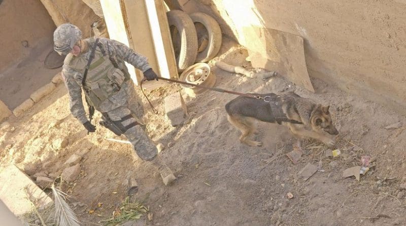 An Air Force dog handler attached to the US Army 25th Infantry Division searches for explosive devices during a raid in Iraq in 2006. VA researchers found that guerilla tactics such as suicide attacks and roadside bombs may trigger more PTSD than conventional warfare. Credit: U.S. Air Force