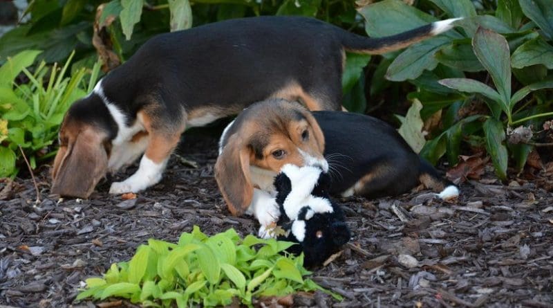 Cornell University research leads to first puppies born by in vitro fertilization. Credit: Cornell University