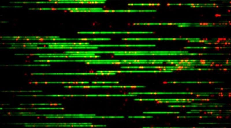 DNA molecules extended in nano channels. The backbone has been stained in green, and sequence-specific sites have been labeled in red. CREDIT: Julian Sheats/UMN