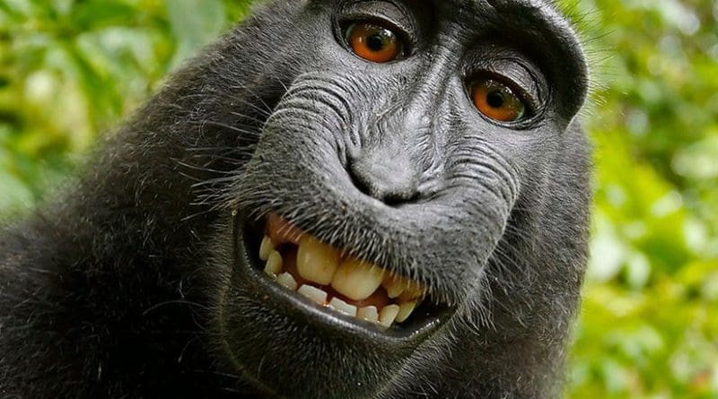 Self-portrait of a female Celebes crested macaque (Macaca nigra) in North Sulawesi, Indonesia, who had picked up photographer David Slater's camera and photographed herself with it.