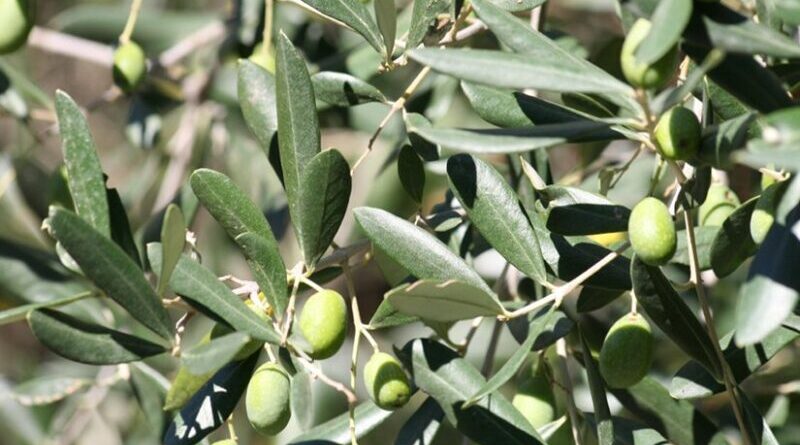 Olive tree