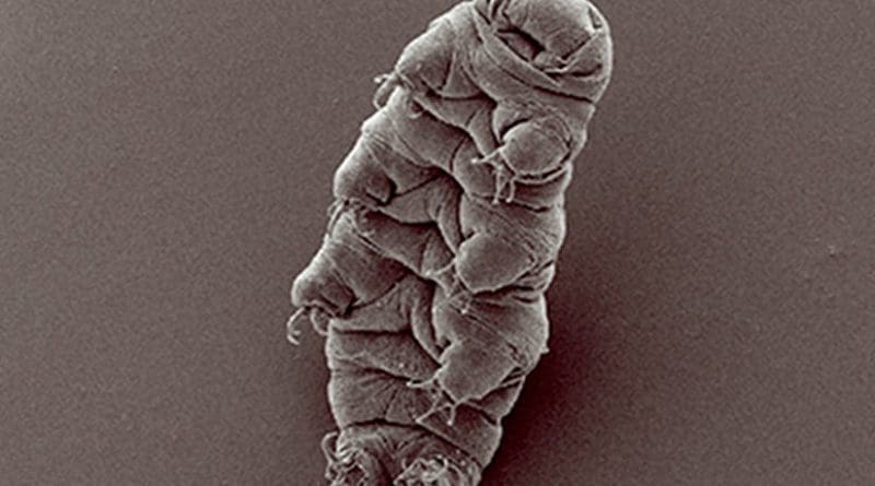 An example of a tardigrade or waterbear. Photo by Bob Goldstein and Vicky Madden, UNC Chapel Hill, Wikipedia Commons.